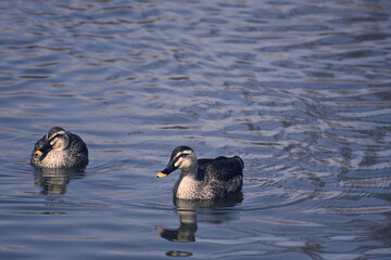 水面を移動するカモ・2羽