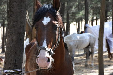 Emotional brown horse on nature