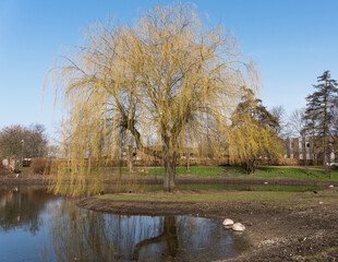 Weeping willow tree by the edge of a pond in the park behind the city hall of Ballerup in Denmark 