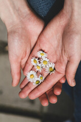 Close-up view on small chamomile in woman's hand