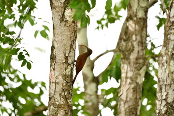 arapaçu beija flor