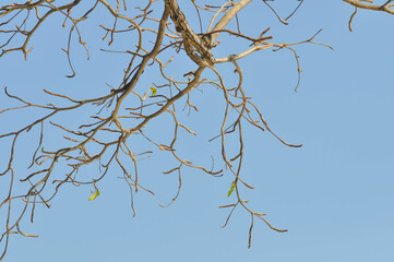 branch or tree and blue sky