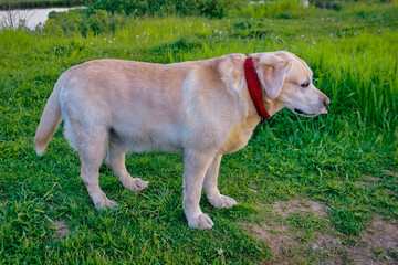 Golden Labrador Retriever walks in the woods on a green lawn.
