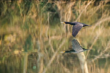 Cormorán en vuelo, reflejo en río