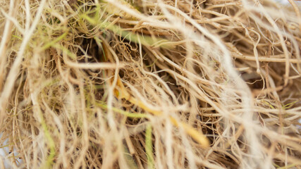 Close-up of many morning glory roots or akar kangkung
