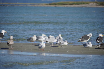 Ausflug Insel Pöhl bei Wismar