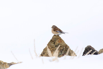 Rock Sparrow. White snow background. 