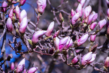 Blossoming Magnolia tree in Riehen, near Basel, in Switzerland