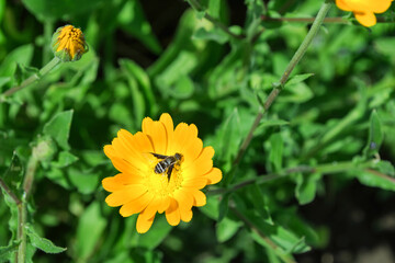 Insect Fly (Latin: Eristalis tenax) on yellow-red bright flower Marigold (Latin: Calendula officinalis). Flower on green background leaves.
