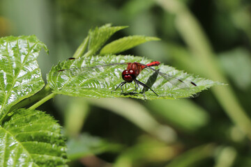Shutterstock Madagascar Dragonfly on green leaves.