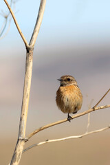 Cute bird. European Stonechat. Nature background. 