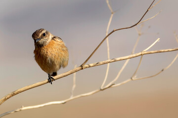 Cute bird. European Stonechat. Nature background. 