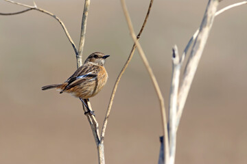Naklejka premium Cute bird. European Stonechat. Nature background. 