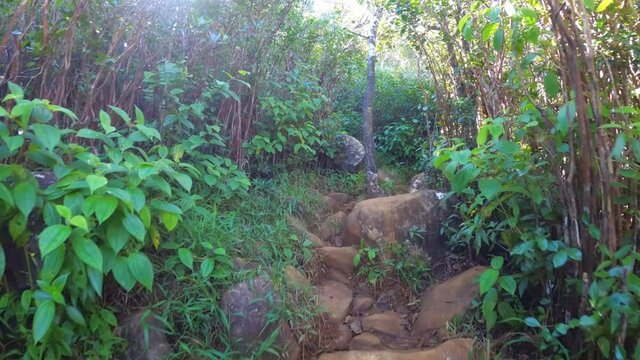 Walking on a mountain rocky trail in the rainforest. Mauritius