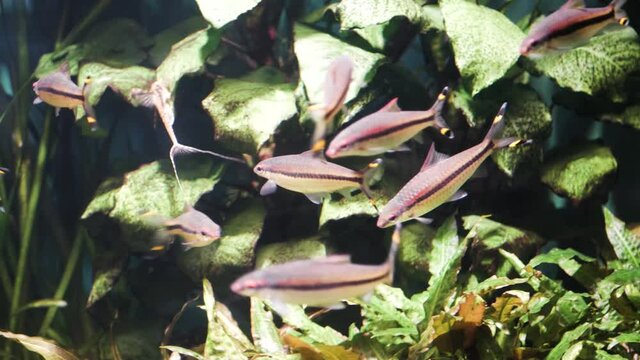 A school of beautiful little fish swims in a large aquarium 4K video