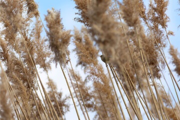 Cute little bird. Lake reeds. Blue sky background. 