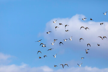 Flying birds. Blue sky background. Birds: Ruff. Philomachus pugnax. 