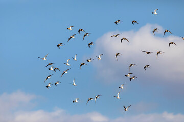 Flying birds. Blue sky background. Birds: Ruff. Philomachus pugnax. 