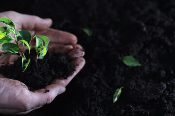 Green sprout on the ground. Spring concept. Seedlings in the ground. Updating nature is an idea. Hands plant a sprout in the ground.