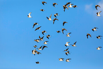 Flying birds. Blue sky background. Birds: Ruff. Philomachus pugnax. 