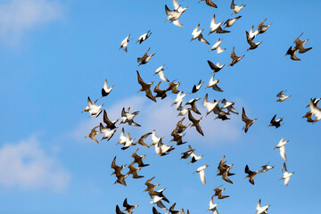 Flying birds. Blue sky background. Birds: Ruff. Philomachus pugnax. 
