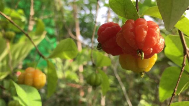 The Surinam Cherry (Eugenia uniflora) tropical fruit in garden video.