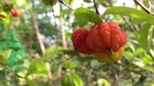 The Surinam Cherry (Eugenia uniflora) tropical fruit in garden video.