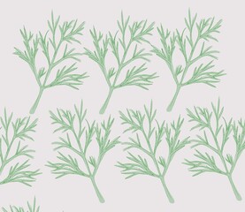 dill plant aromatic herb 