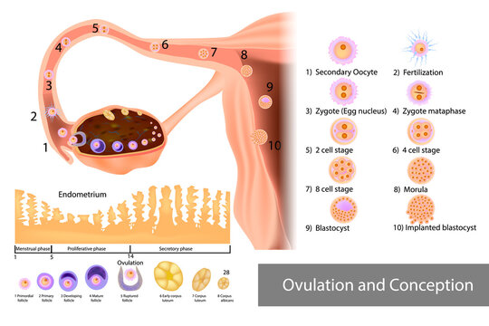 Ovulation and Conception Implantation. Scheme of the menstrual cycle. Fertilization and Development of a human embryo