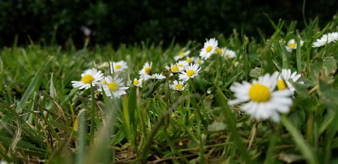 white spring flowers