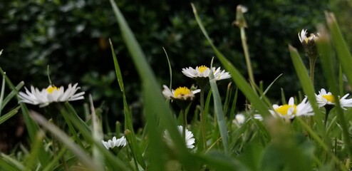 white and yellow flowers