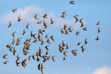 Flying birds. Blue sky background. Birds: Ruff. Philomachus pugnax. 