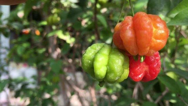 The Surinam Cherry (Eugenia uniflora) tropical fruit in garden video.