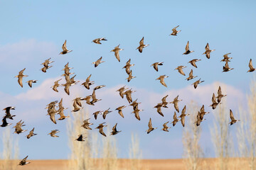 Flying birds. Blue sky background. Birds: Ruff. Philomachus pugnax. 