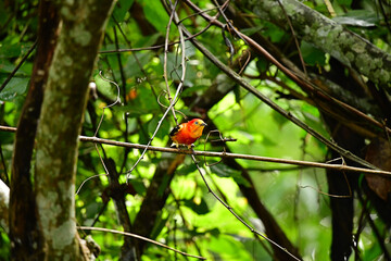 uirapuru laranja