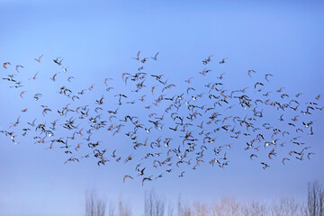 Flying birds. Blue sky background. Birds: Ruff. Philomachus pugnax. 