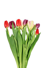 Bouquet of multicolored tulips isolated on a white background. Close-up.