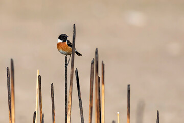 Cute bird. European Stonechat. Nature background. 