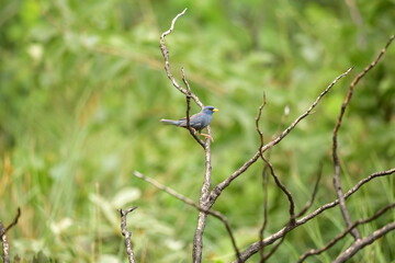campainha azul