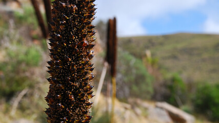 Yucca constricta flower with hills in the background on a sunny day, blue sky and some clouds, Punthari, South Australia