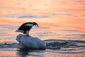 Steller's sea eagle. Steller's sea eagle in flight. Wild sea eagle from winter Japan, Hokkaido.