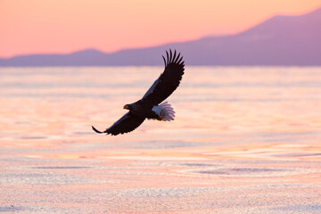 Steller's sea eagle. Steller's sea eagle in flight. Wild sea eagle from winter Japan, Hokkaido.