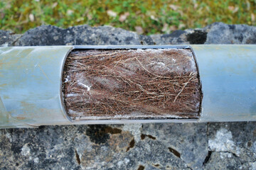 Drainage pipe cut open to show how roots can tangle and block pipes, ultimately leading to...