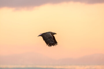 White-tailed eagle. White-tailed eagle on the frozen sea. Hokkaido, Japan.