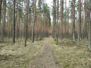 path in the forest