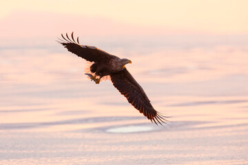White-tailed eagle. White-tailed eagle on the frozen sea. Hokkaido, Japan.