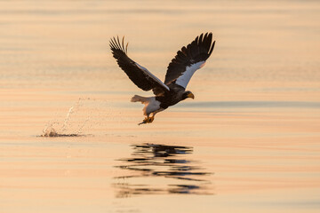 Steller's sea eagle. Steller's sea eagle in flight. Wild sea eagle from winter Japan, Hokkaido.