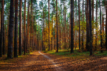 Autumn golden forest. Park recreation area. Autumn in Russia.