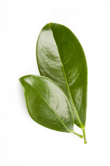 Obraz premium Green leaf