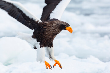 Steller's sea eagle. Steller's sea eagle in flight. Wild sea eagle from winter Japan, Hokkaido.